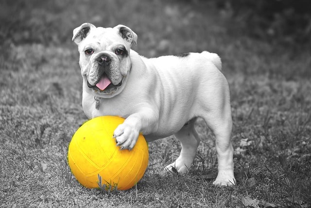perro
