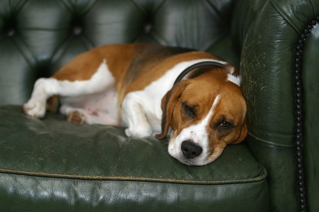 perro sofa