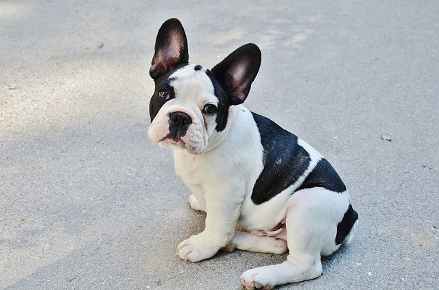 bulldog-frances
