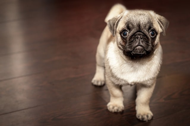 perro