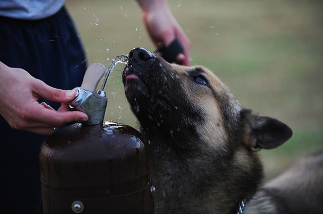 perro