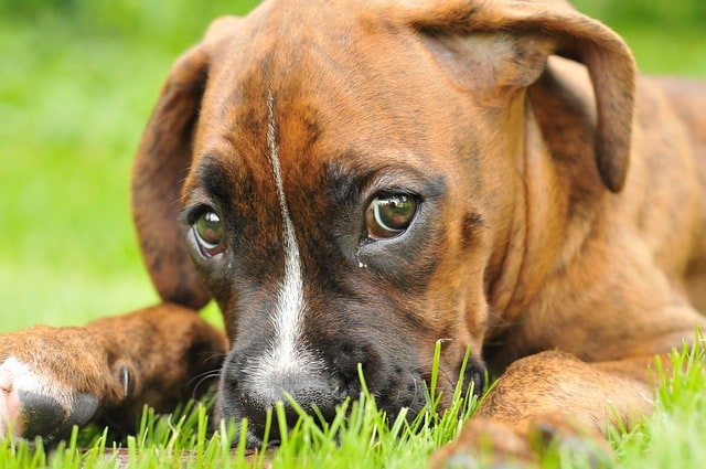 perro