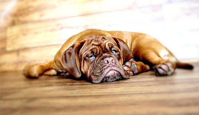 perro