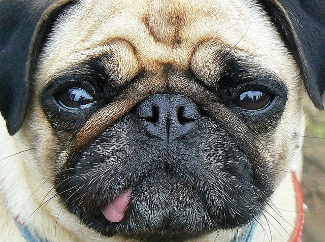 perro