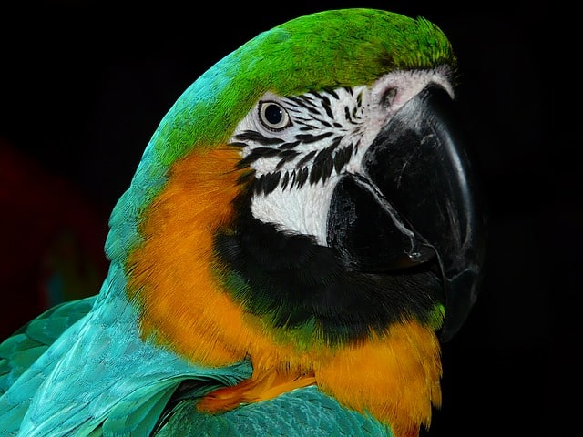 loro
