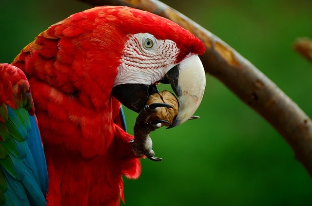 loro