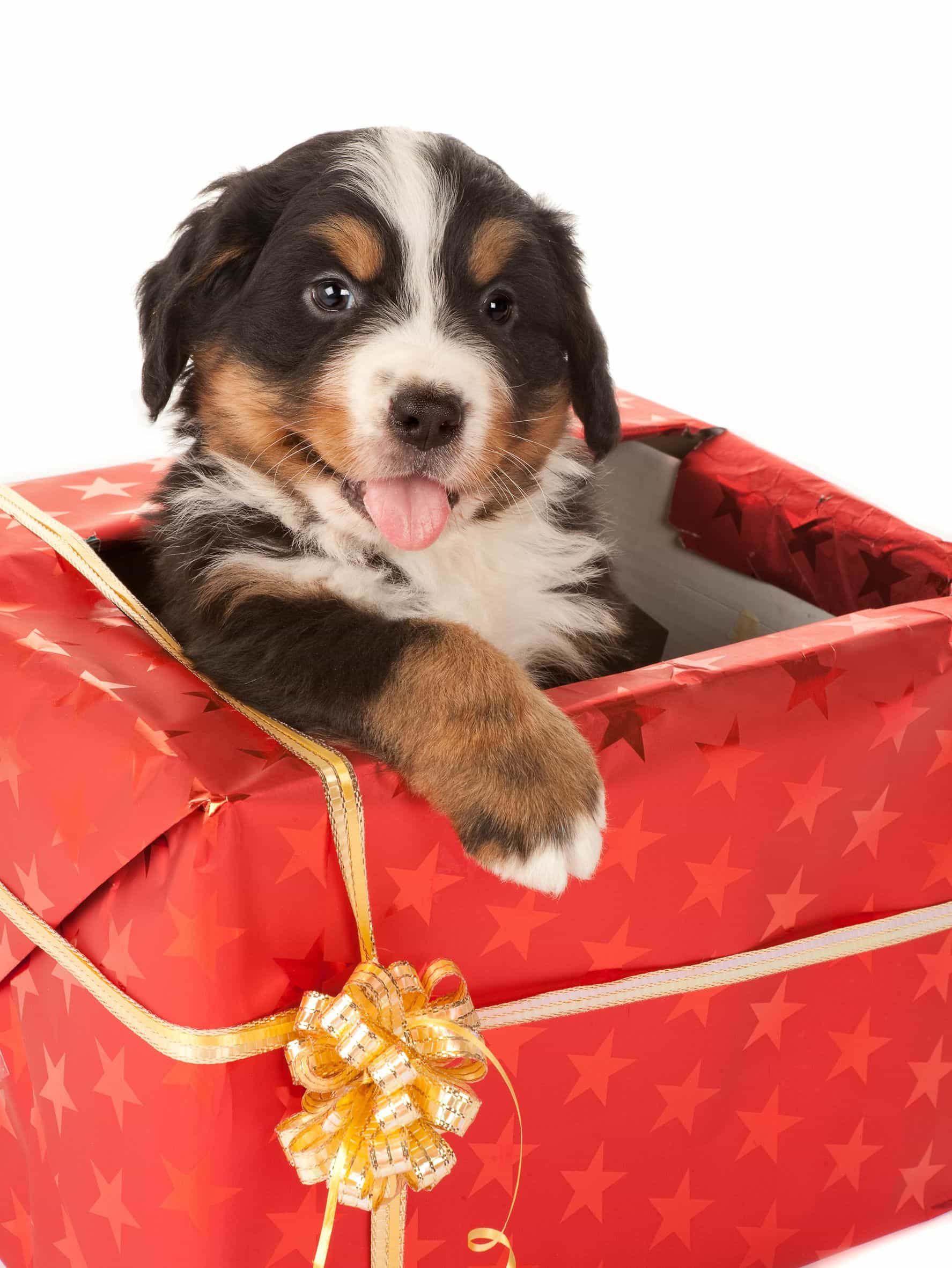 banjo Escribe email Orbita Regalo un perro en Navidad? Razones para no hacerlo