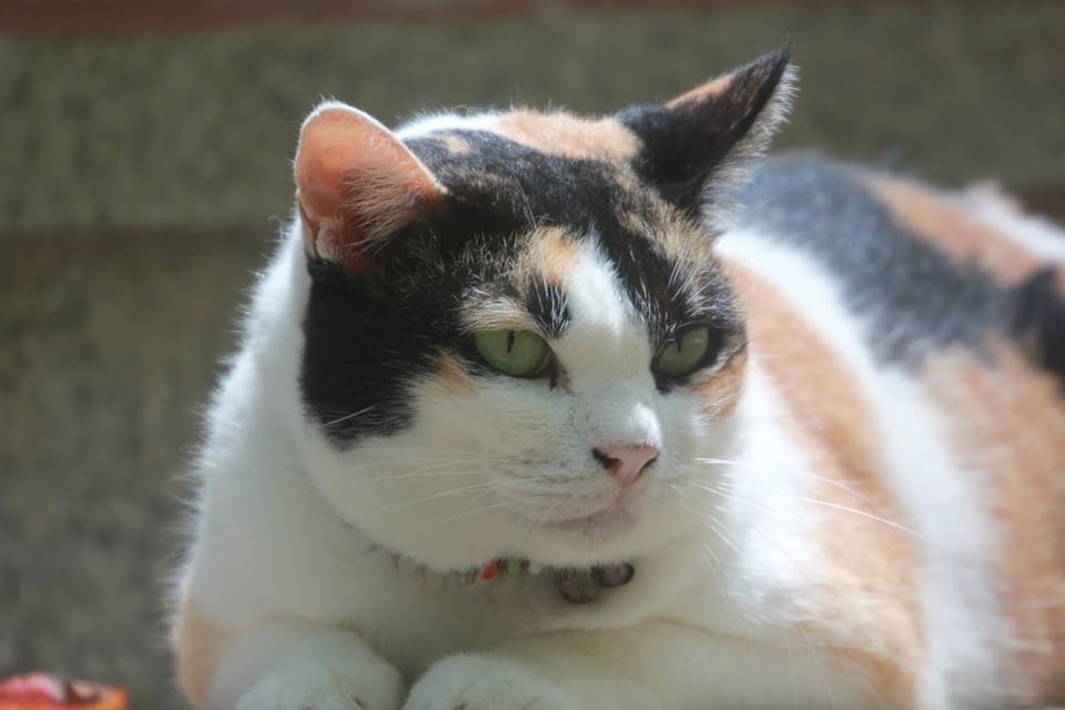 Obesidad en gatos: Cómo detectarla