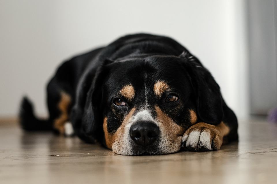 Síntomas perro deprimido