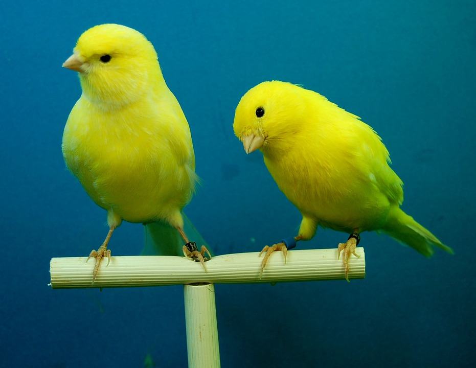 cuidados del canario
