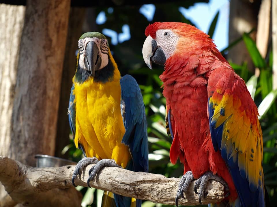 Consejos para enseñar a hablar a un loro