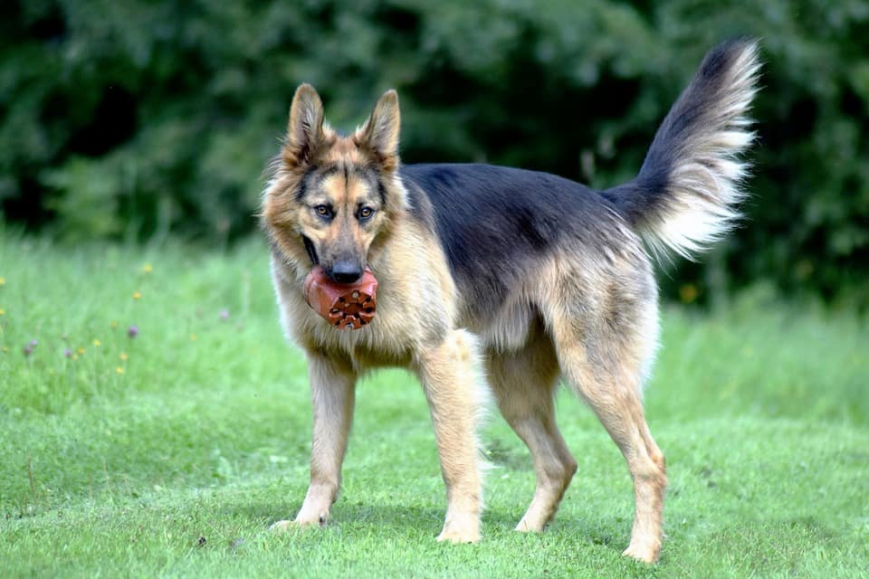 lenguaje de los perros