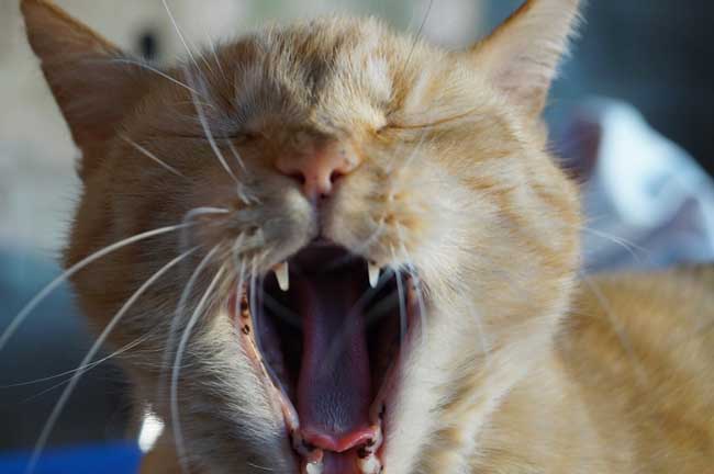 ¿Por qué muerden los gatos?