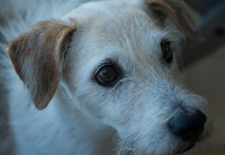 cuidados perro anciano