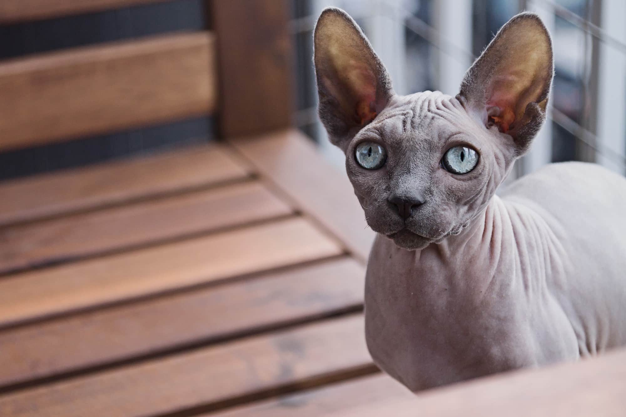 Dureza Retocar algodón 3 razas de gato sin pelo: Cuidados