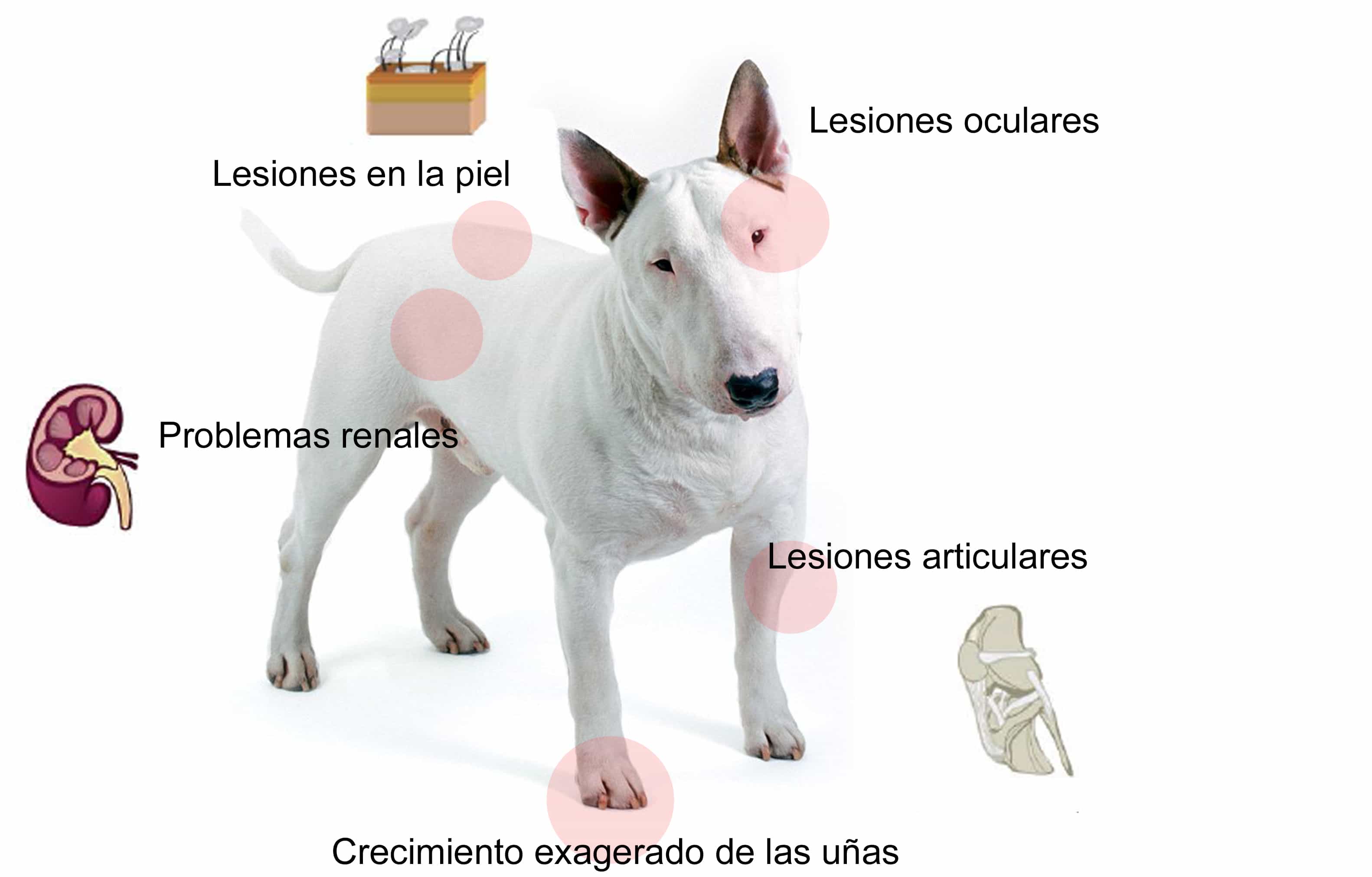 Hay Relaci N Entre La Leishmania En Humanos Y Perros