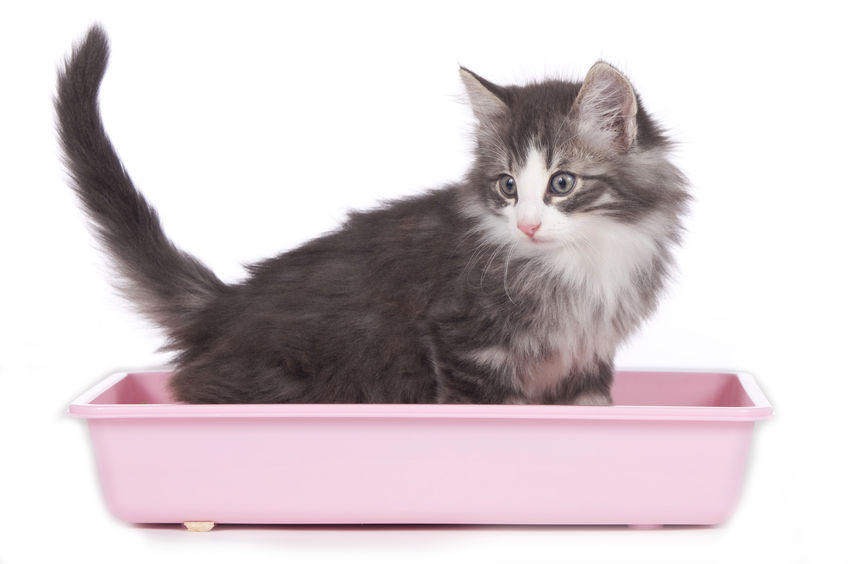 gato caja de arena