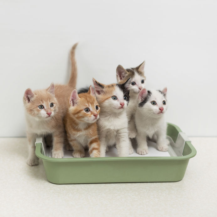 arenero gatitos