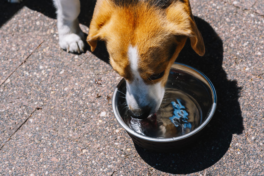 golpe de calor perro bebe agua mascotas
