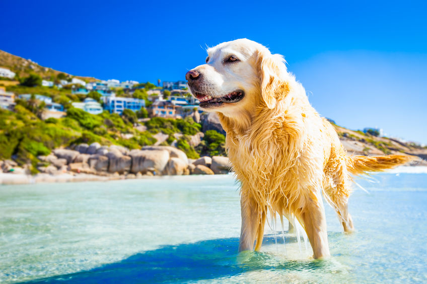 peligros verano mascotas