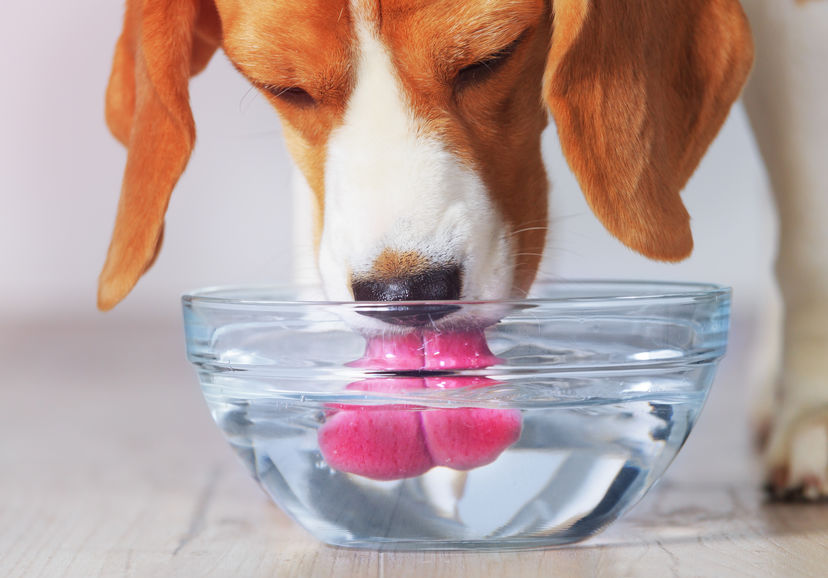 refrescar mascotas