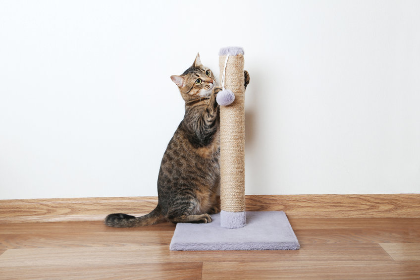 rascadores gato