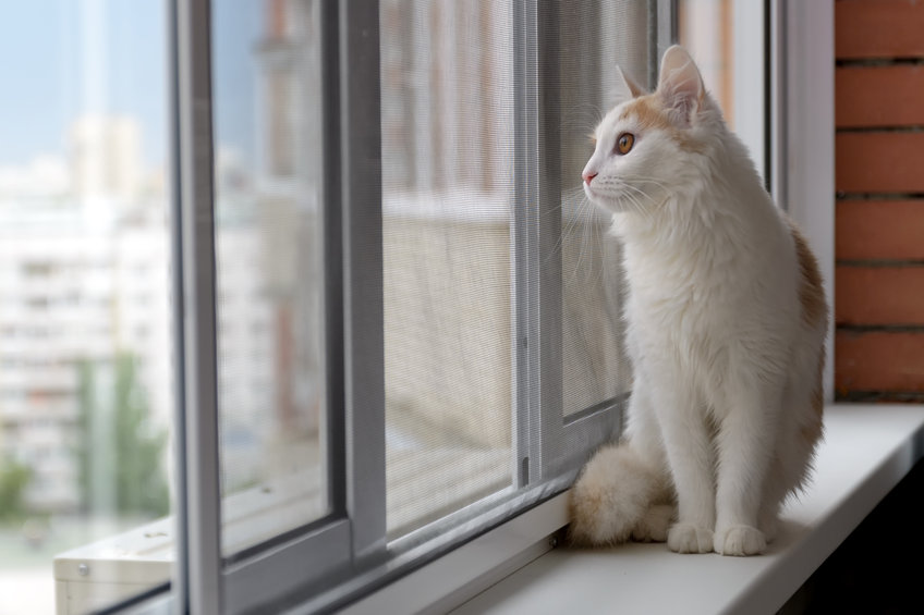 síndrome gato paracaidista