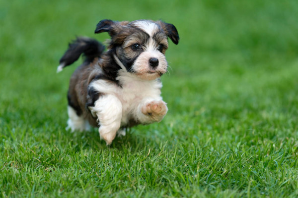 soplo corazón cachorro corriendo