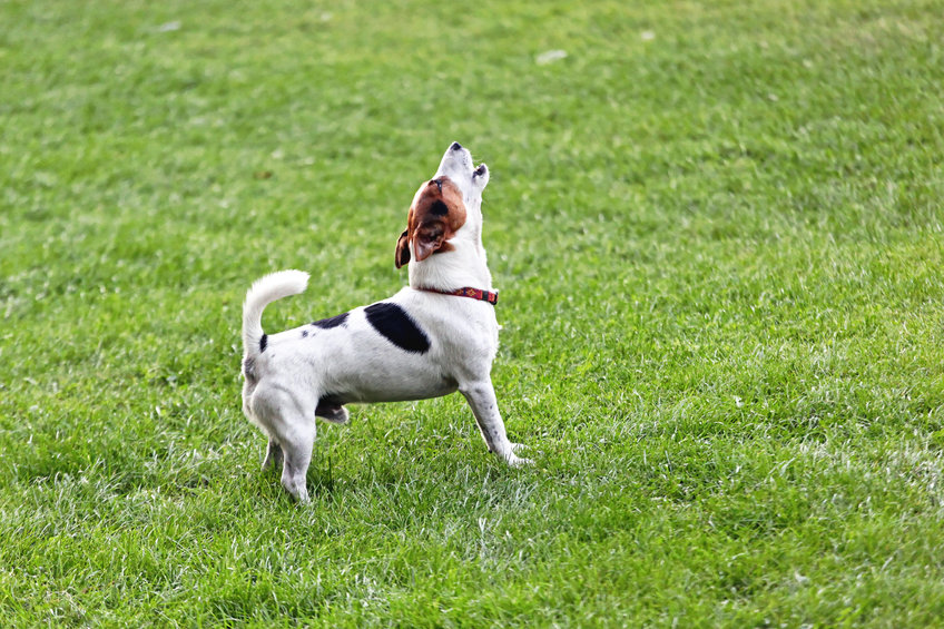 comunicación canina ladrido