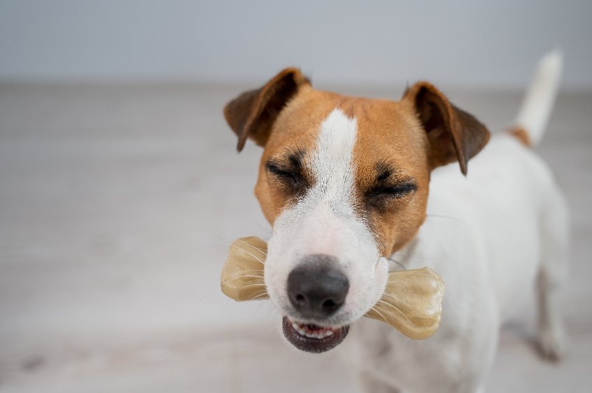 alérgenos alimentarios mascotas
