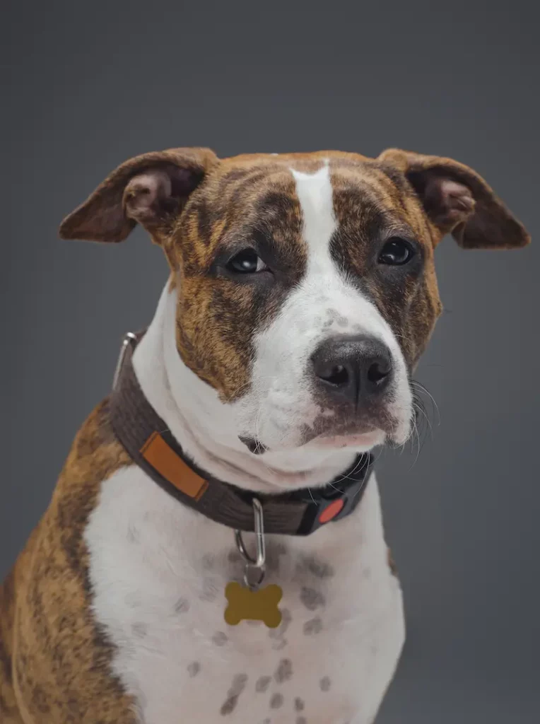 <h1>Perros peligrosos en España: razas, normativa y licencia PPP</h1> 3 American Staffordshire Terrier