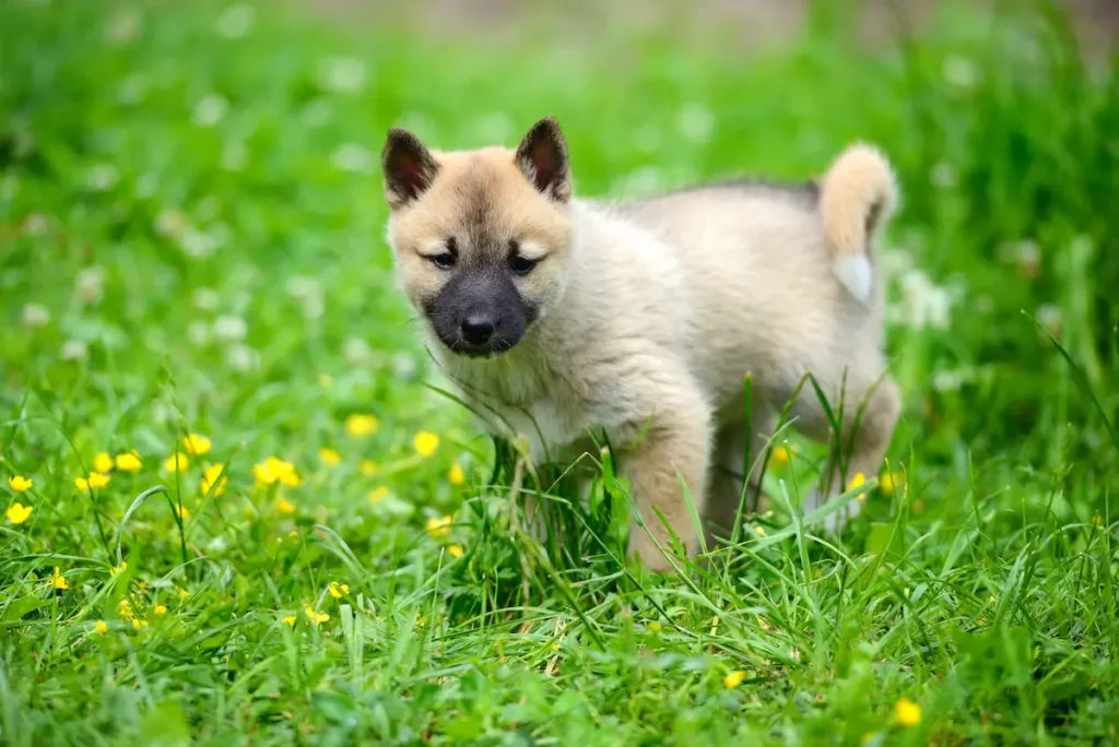 Mi cachorro no hace pis en la calle: la guía para entender por qué y solucionarlo sin dramas 1 cachorro haciendo pis en la calle