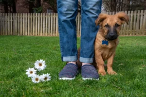 mi cachorro no hace pis en la calle
