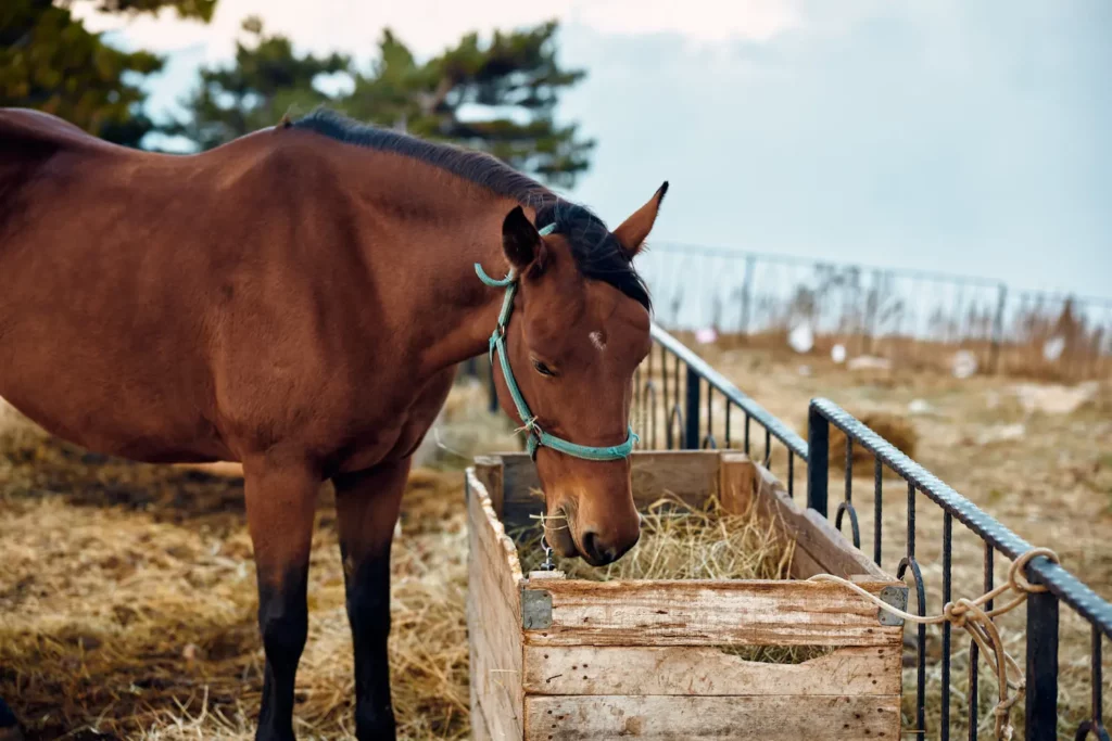 caballo comiendo heno y bebiendo agua