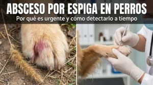 abceso por espiga en perros portada