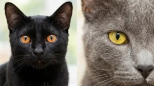 gatos con ojos amarillos portada