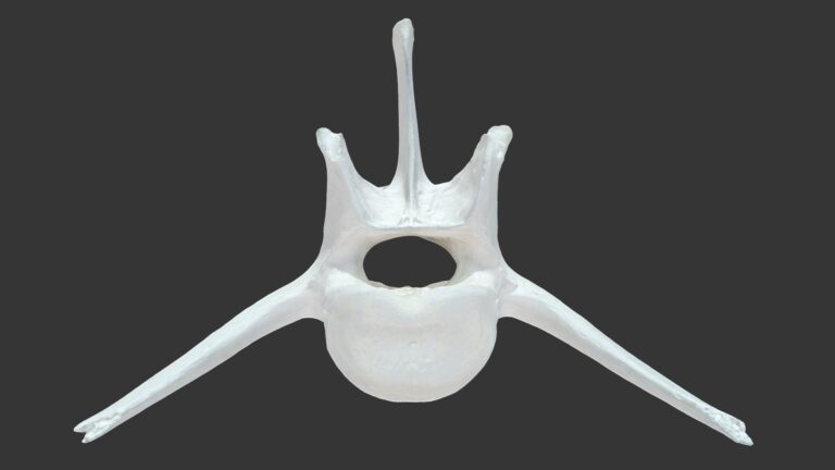 Neurología veterinaria 5