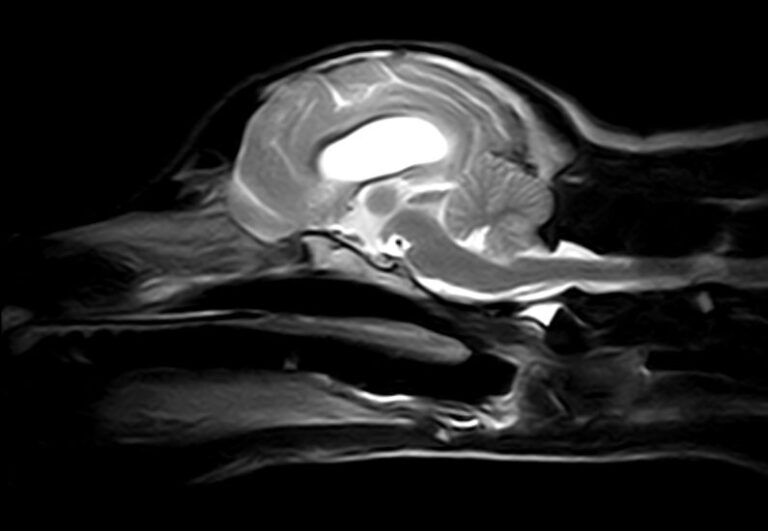 Neurología veterinaria 3