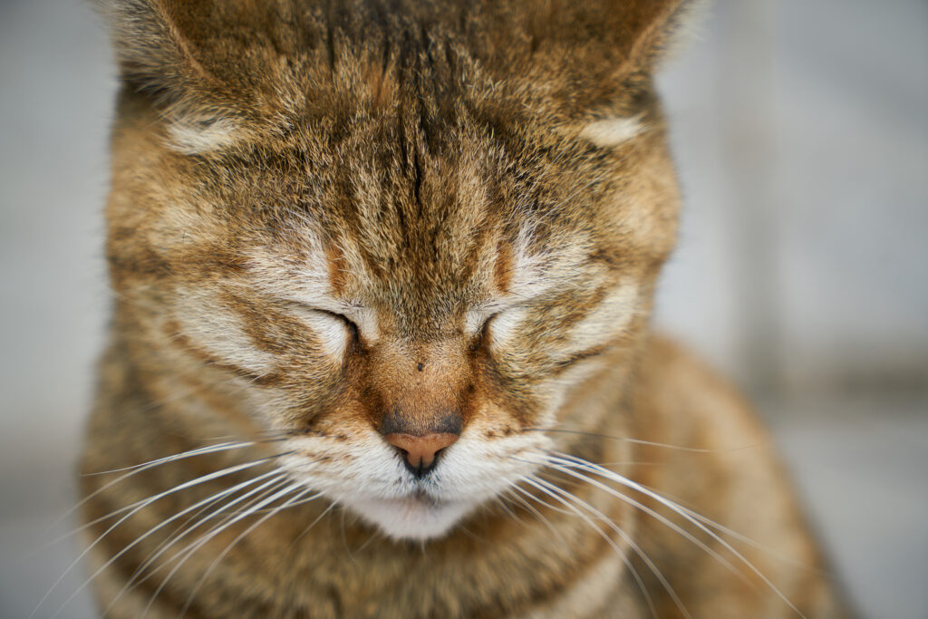 Conjuntivitis en gatos: Guía veterinaria para ojos sanos 4 Conjuntivitis en gatos: Guía veterinaria para ojos sanos 3