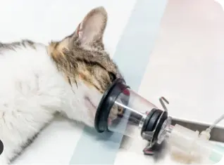 Asma felina: Guía de tratamiento para gatos felices 4 Asma felina: Guía de tratamiento para gatos felices 3