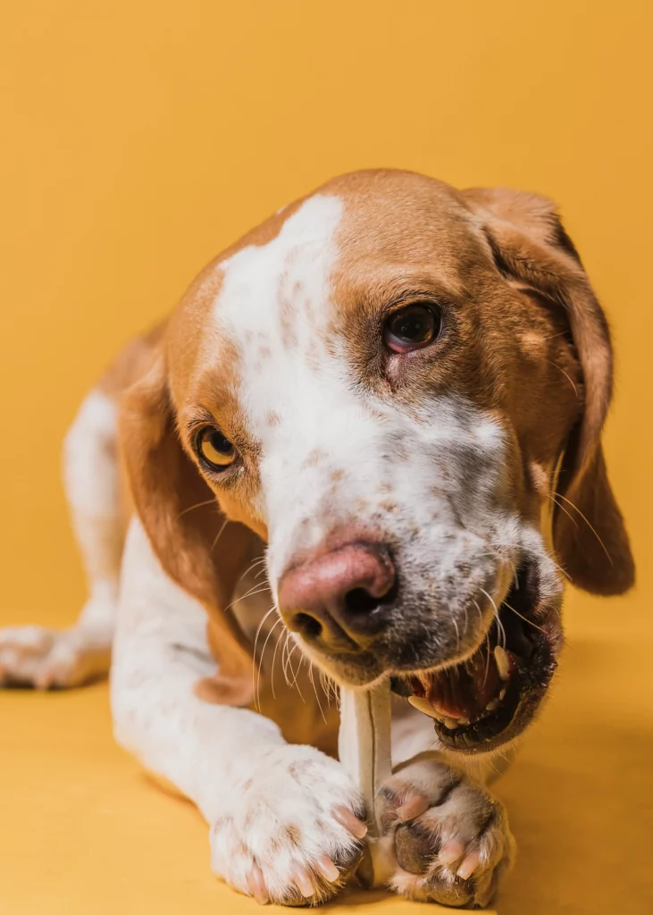 Cómo eliminar el mal aliento en perros 2 eliminar mal aliento de mi perro