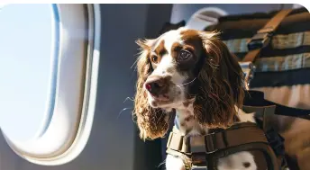 Viajar con mascotas: La guía definitiva para unas vacaciones sin estrés 3 viajar con mascota en avión
