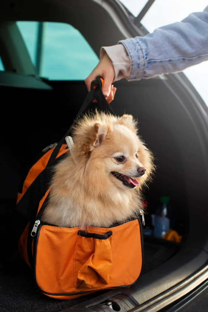 Viajar con mascotas: La guía definitiva para unas vacaciones sin estrés 5 Viajar con mascotas: La guía definitiva para unas vacaciones sin estrés 4