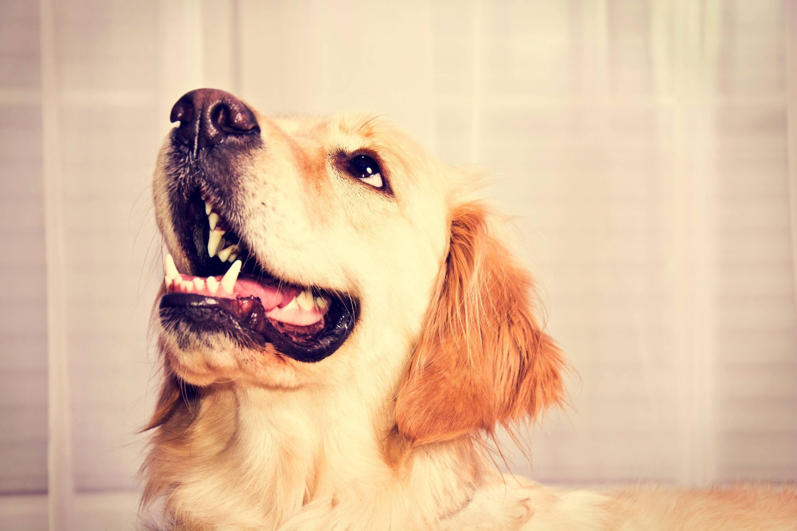 Cómo eliminar el mal aliento en perros 1 eliminar mal aliento de mi perro