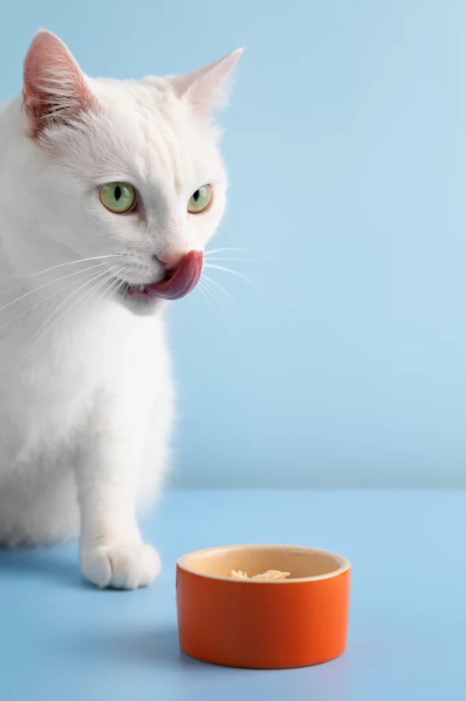 Dieta BARF para gatos, guía con criterio veterinario 1