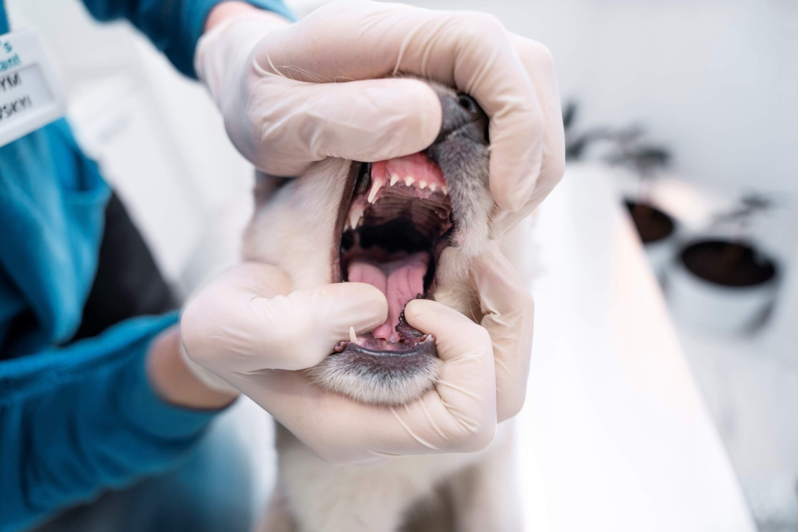 Cómo eliminar el mal aliento en perros 3 eliminar mal aliento de mi perro