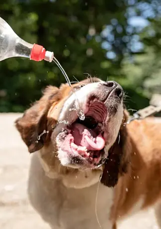 Golpe de calor en perros: síntomas, tratamiento y cómo actuar 2 Golpe de calor en perros: síntomas, tratamiento y cómo actuar 1