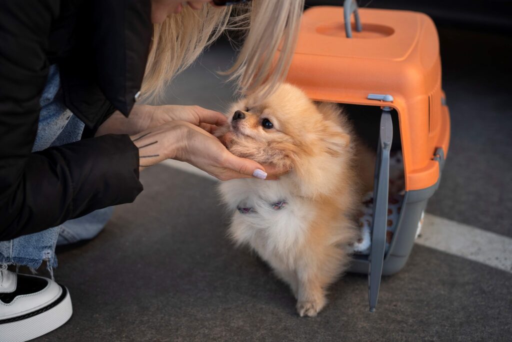 Viajar con mascotas