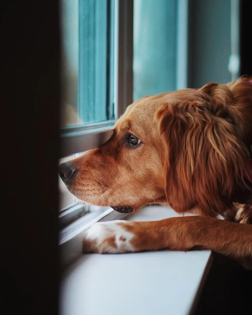 Ansiedad por separación en perros 2 Ansiedad por separación en perros 1