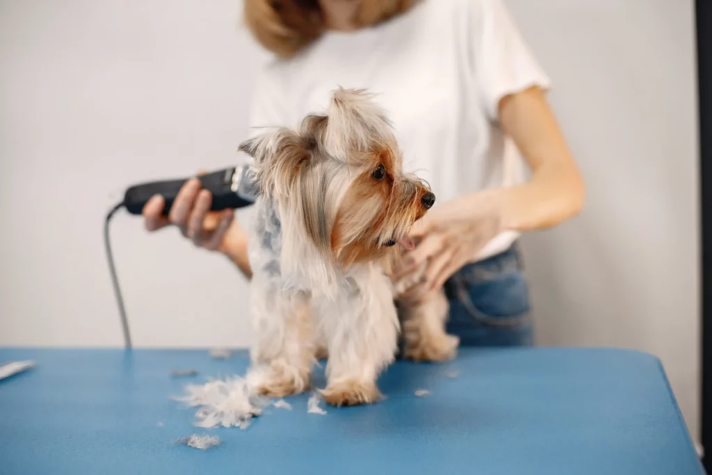 ¿Cortar el pelo a tu perro en verano? 3